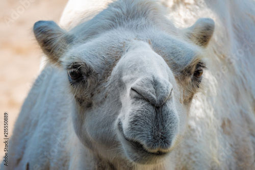 Close up  of a curious Bactrian Camel © Luis