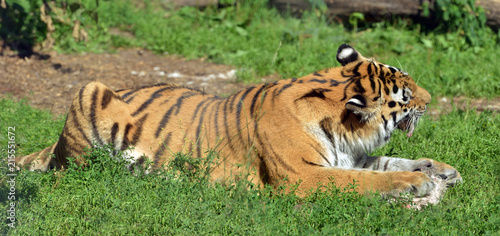 Siberian tiger  P. t. altaica   also known as Amur tiger  is eating