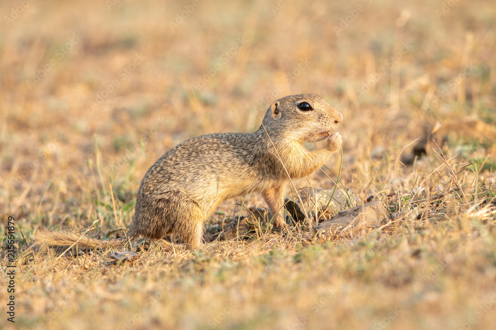 Obraz premium European ground squirrel
