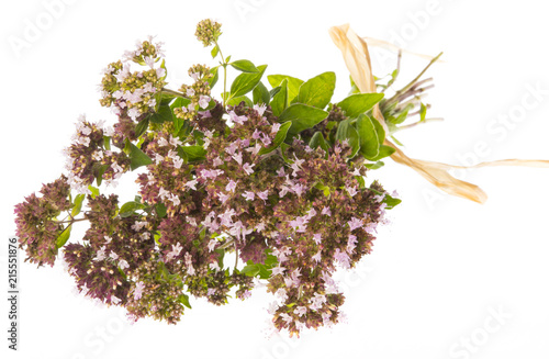 Origanum vulgare (oregano) herb - spice on a white background