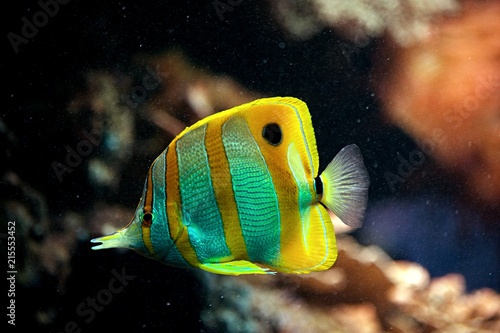 A green and yellow fish swimming about in the water
