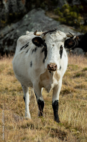 vaca animal ganado