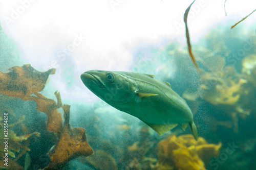 Fishes in aquarium or reservoir ubder water on fish farm