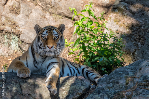 Siberian or Amur tiger  Panthera tigris altaica  in a wildlife park in Sweden