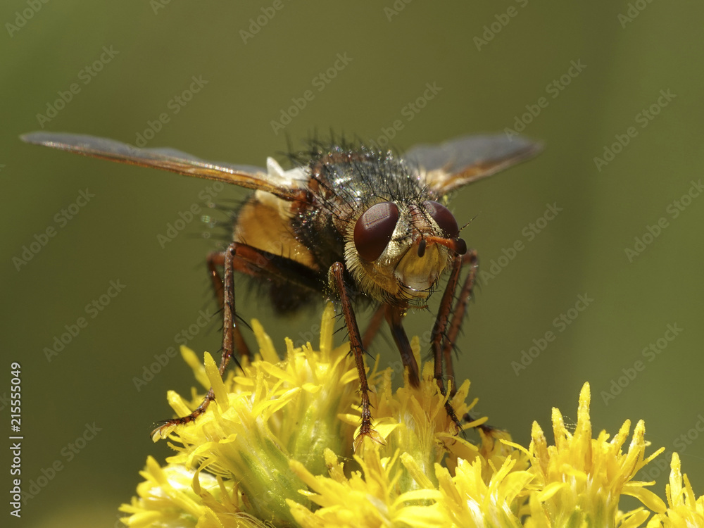 Tachina fera Tachina fera