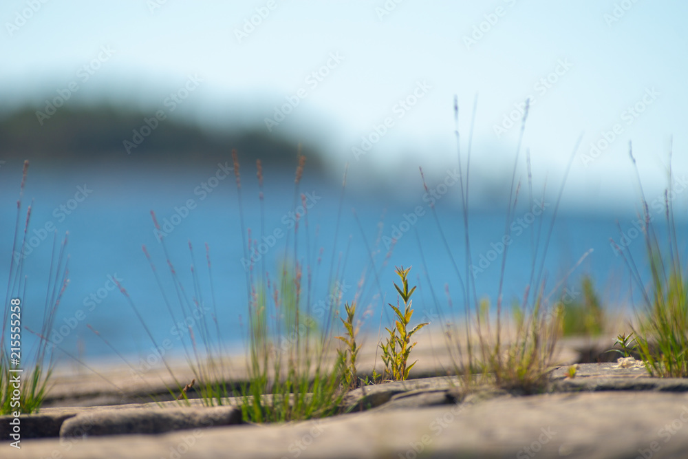 Grass on rocky beach at Lake Vänern, Sweden. Grass on rocky beach at Lake Vänern, Sweden.