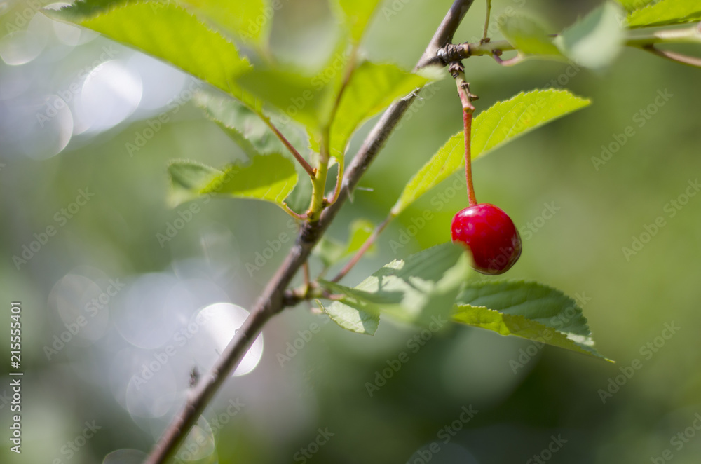 Red cherry berry on the tree Red cherry berry on the tree