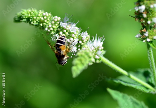 Biene auf einer weißen Blüte © christiane65