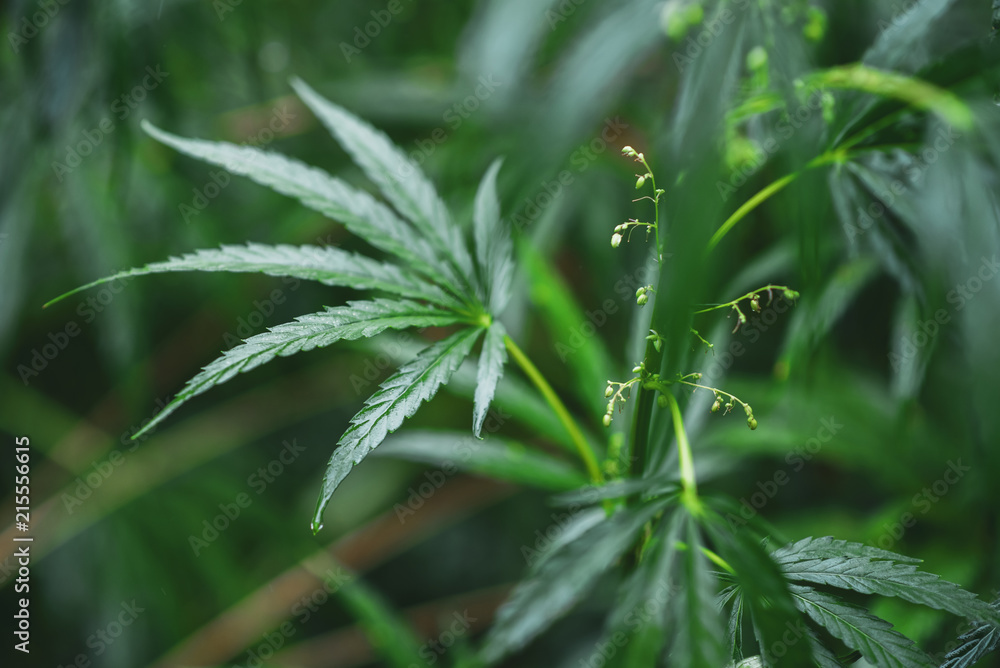 Wild agricultural hemp grows in the countryside Wild agricultural hemp grows in the countryside