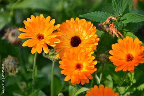 Calendulas