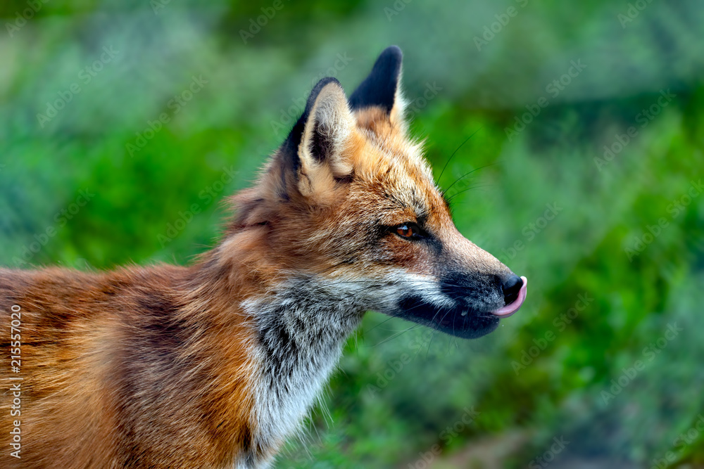 Fototapeta premium Beautiful red fox portrait. 
