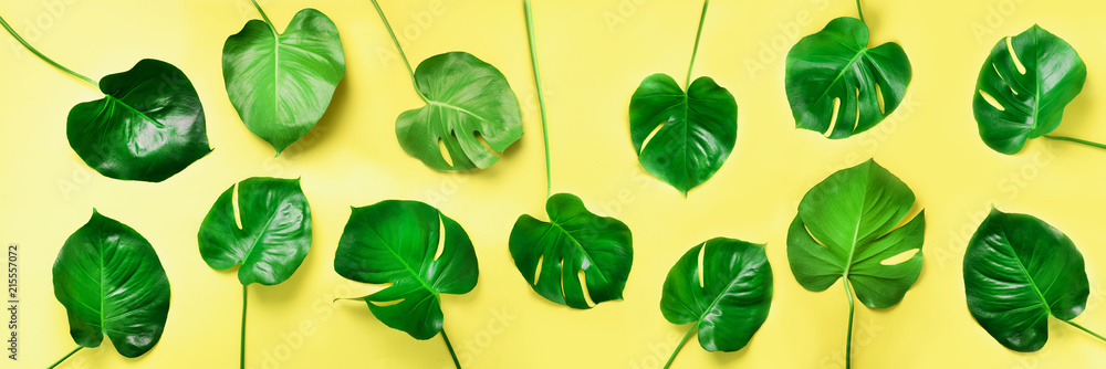 Pattern of tropical monstera leaves on yellow background. Flat lay. Top view. Pop art design, creative and exotic summer concept. Minimal style. Banner. Pattern of tropical monstera leaves on yellow background. Flat lay. Top view. Pop art design, creative and exotic summer concept. Minimal style. Banner.