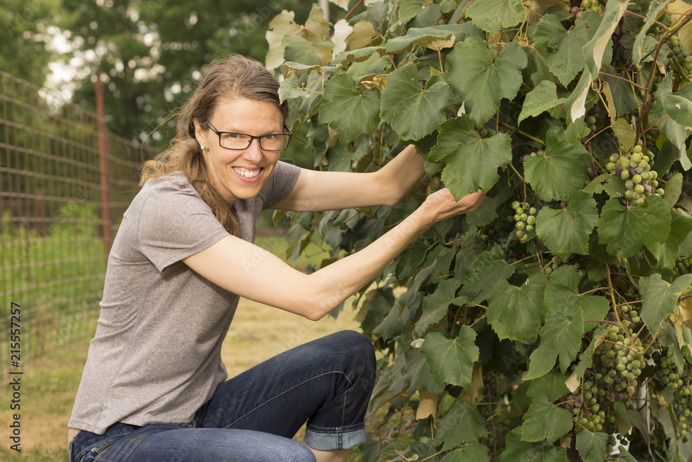 Woman picking grapes from a vine Woman picking grapes from a vine