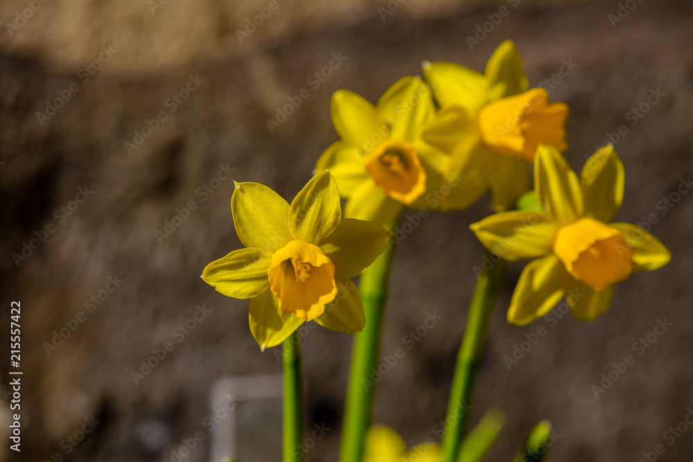 Obraz premium Spring flowers