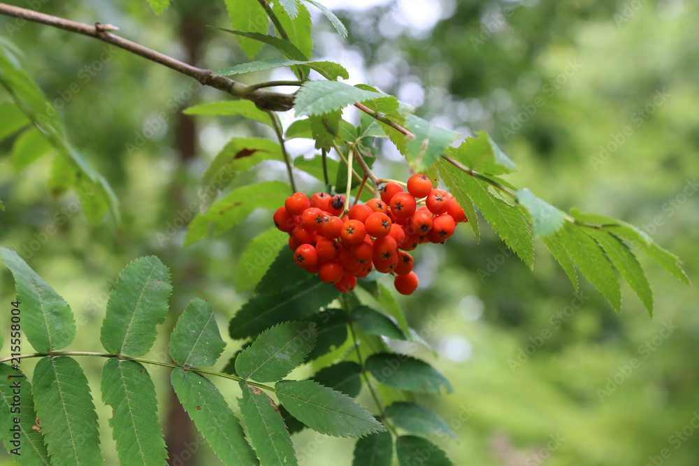 Obraz premium Ripe mountain ash on branches