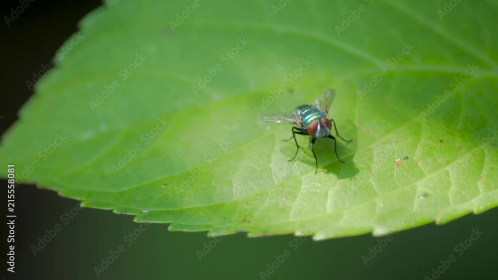 A house fly resting and cleaning itself on a bright green leaf. A house fly resting and cleaning itself on a bright green leaf.