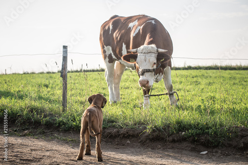 Dog and a cow.