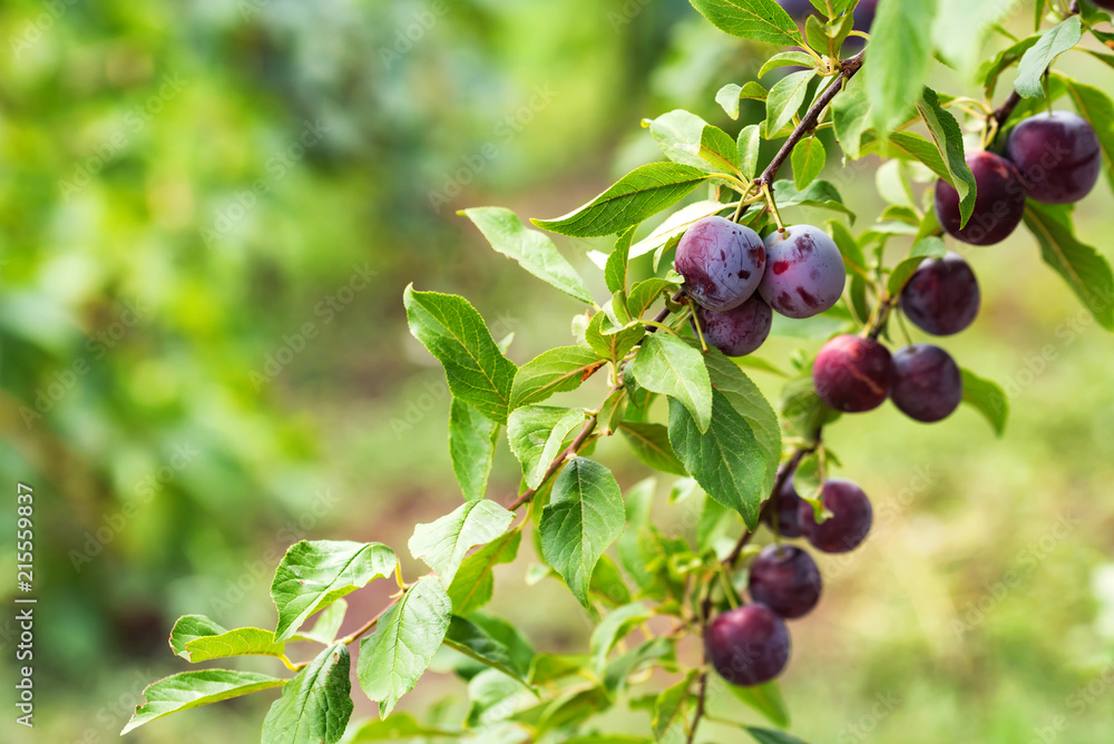 Ripe cherry plums on tree branch close Ripe cherry plums on tree branch close