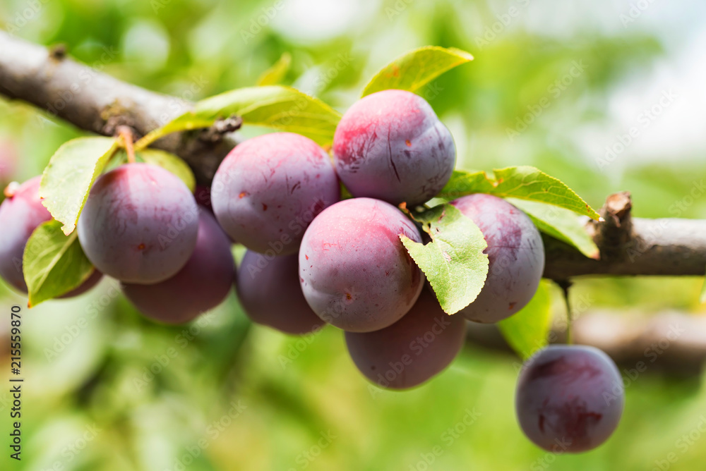 Ripe cherry plums on tree branch close Ripe cherry plums on tree branch close