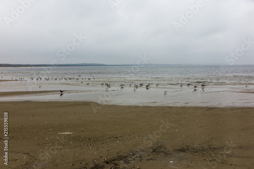 swans and other birds in late autumn on the beach in Swinoujscie