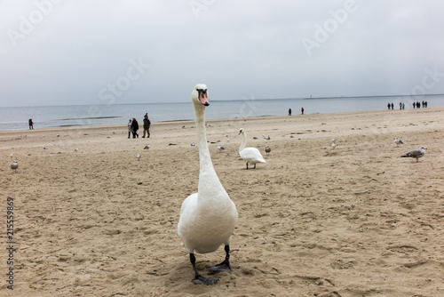 swans and other birds in late autumn on the beach in Swinoujscie
