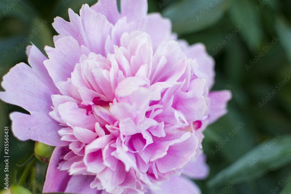 pink peony on green background (horizontally) pink peony on green background (horizontally)