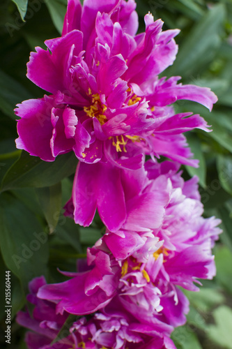 pink peony on green background  vertically 