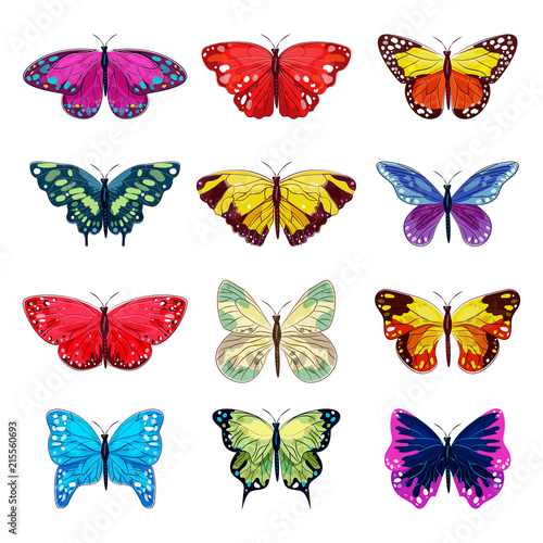 Butterfly vector colorful insect flying for decoration and beautiful butterflies wings fly in spring illustration flowering decor set isolated on white background © creativeteam