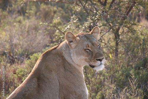 lioness in the African sun © stepinmyeyes