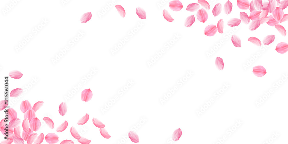Sakura petals falling down. Romantic pink bright big flowers. Thick flying cherry petals. Wide corne