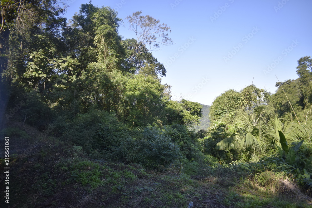 Obraz premium Floresta tropical