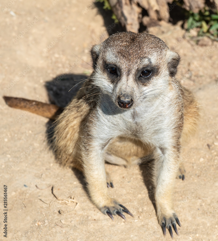 Fototapeta premium Portraits of a fascinating meerkat (suricate) family
