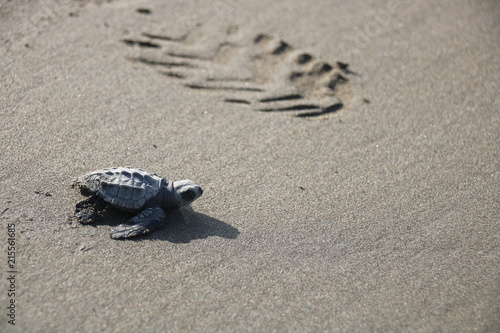 Baby turle taking it´s first steps © stepinmyeyes