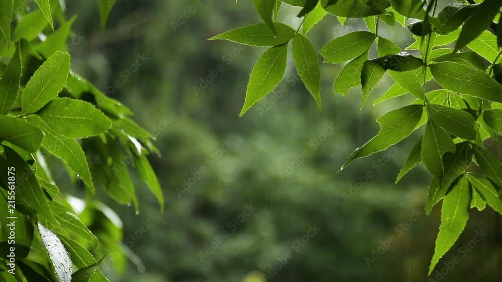 Beautiful summer rain in the forest, wet leaves under water drops against trees Beautiful summer rain in the forest, wet leaves under water drops against trees