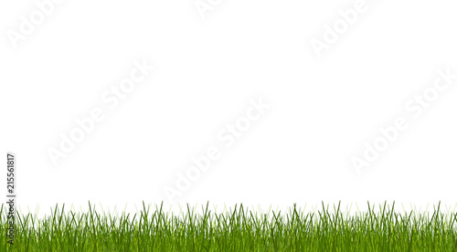 blades of grass 3d-illustration