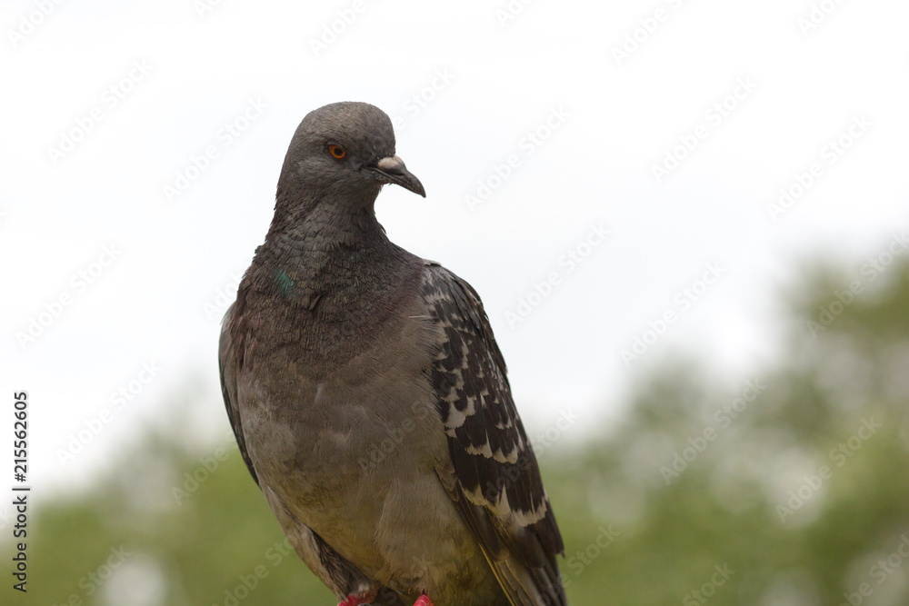 Fototapeta premium Close-up of a pigeon on a blurred background