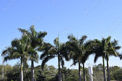 Sequencia de palmeira, céu azul photo