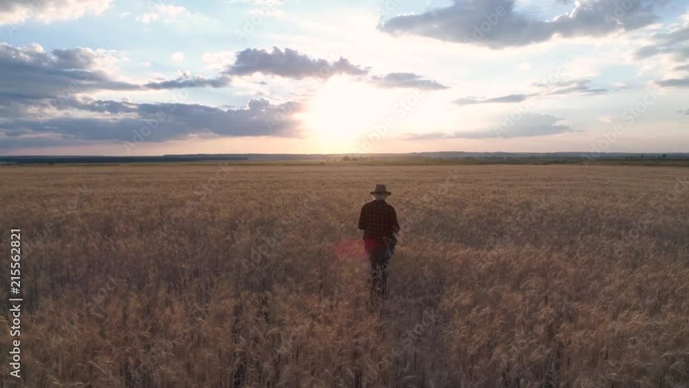 A woman farmer monitors the wheat crop. Aerial survey. Wheat field top view. 4K slow motion video A woman farmer monitors the wheat crop. Aerial survey. Wheat field top view. 4K slow motion video