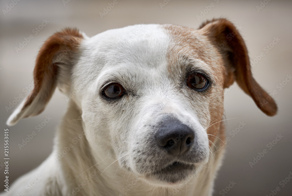 Jack Russell Hund in Nahaufnahme und Portrait Jack Russell Hund in Nahaufnahme und Portrait