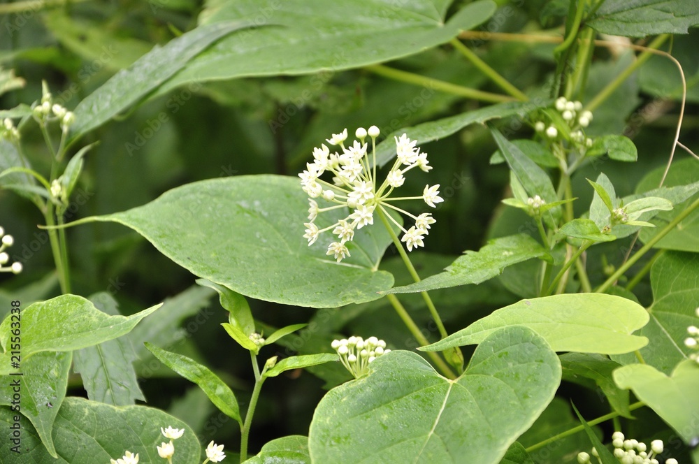 Obraz premium イケマ