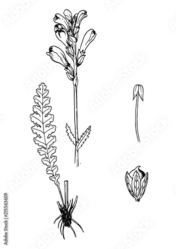 Pedicularis spectrum carolinum botanical sketch photo