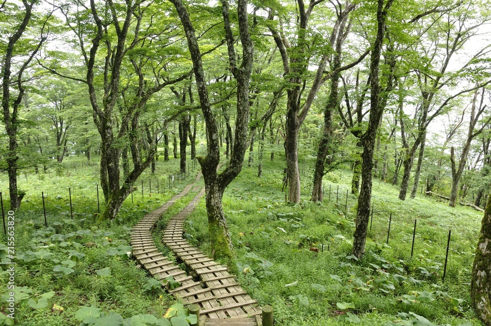 Fototapeta premium 丹沢山 緑の中の木道