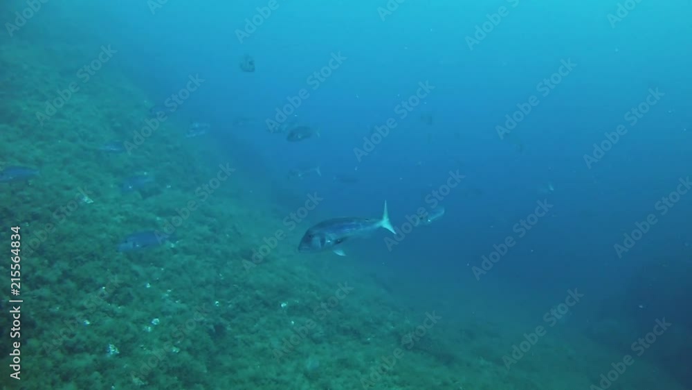 Marine wildlife Dentex fish in a reef Scuba diving in the Mediterranean sea Marine wildlife Dentex fish in a reef Scuba diving in the Mediterranean sea