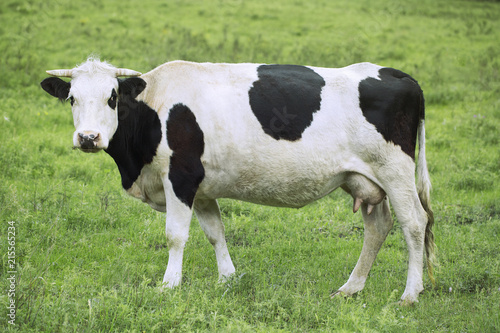 Cow graze in the meadow