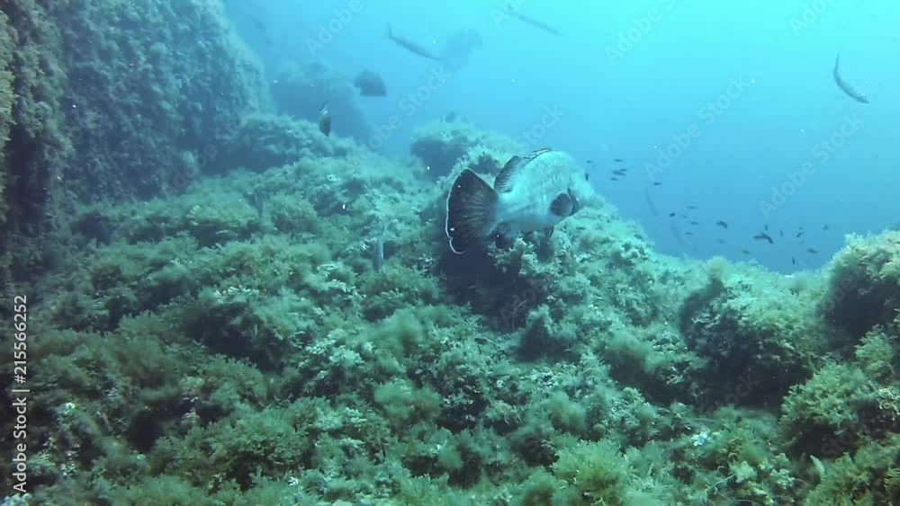 underwater landscape Scuba diving in Majorca Spain underwater landscape Scuba diving in Majorca Spain