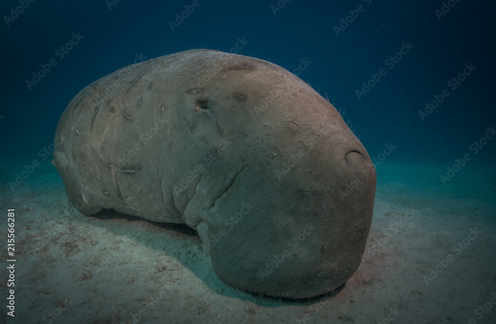 Fototapeta premium Dugong or manatee, a huge marine mammal, Red Sea