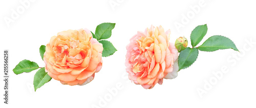 Two lush tea peach roses isolated on a white background with clipping path. Floral set for design.