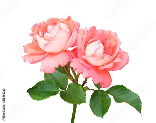 Branch with two pink and peach roses climbing the stem, leaves , isolated on white background with a clipping path.