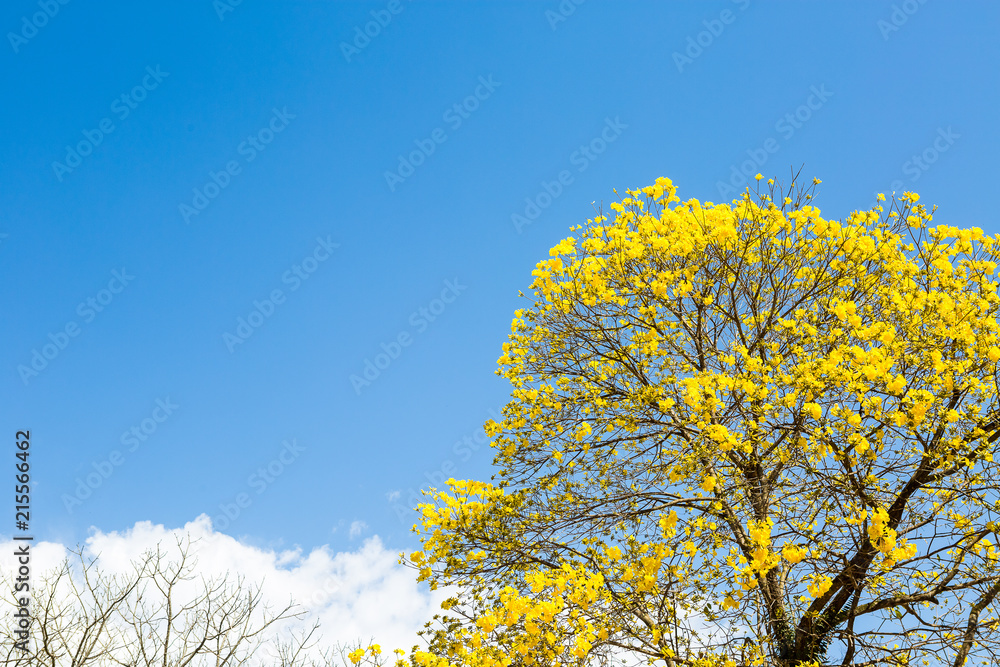 The Yellow Ipe The Yellow Ipe