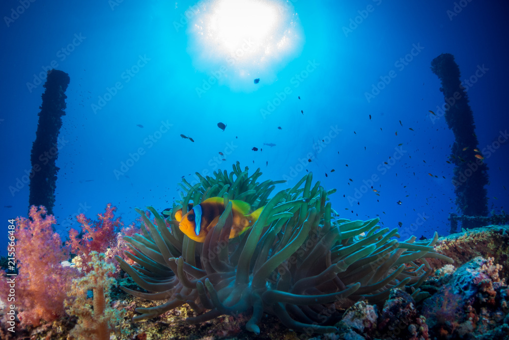 Diving in Numidia wreck at big brother island, Red Sea Diving in Numidia wreck at big brother island, Red Sea